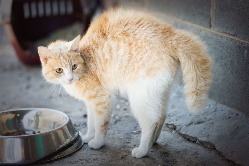 Your Cat Might Be Stressed Or Overstimulated