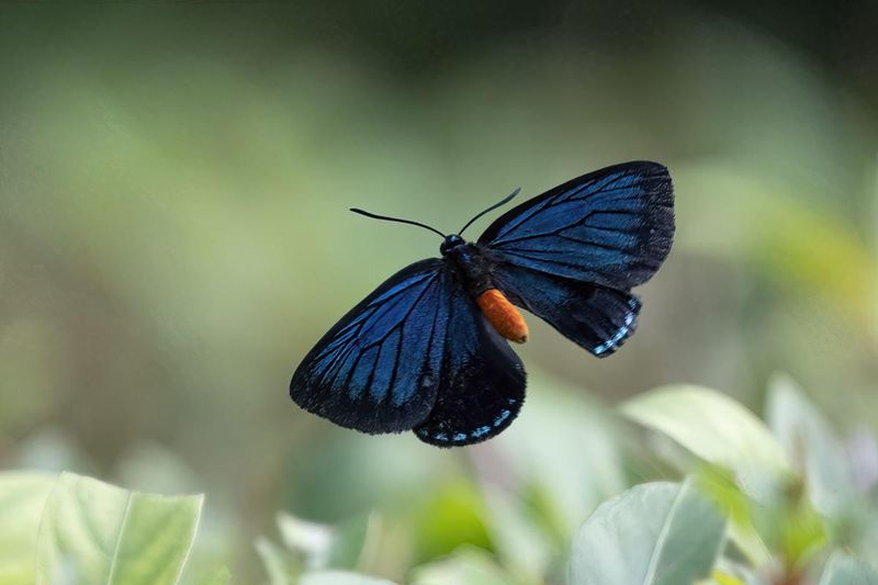A Beacon Of Hope For Other Insects