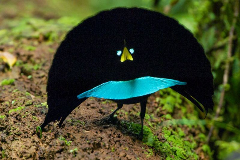 Thousands Of Birds Weren't In Past Studies