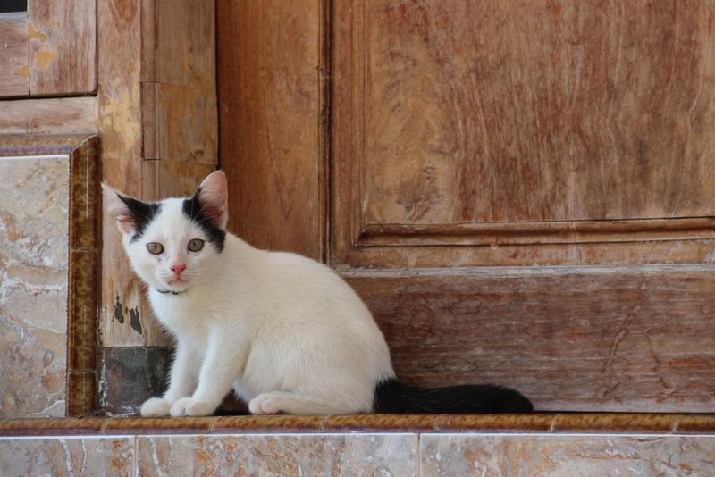 Cats Seek Attention