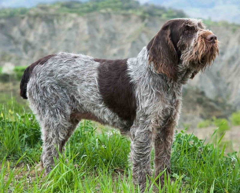 Italian Spinone