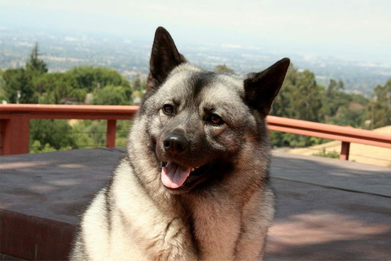 Norwegian Elkhound