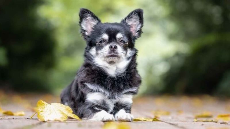 Chihuahua: Tiny Bodyguard With Giant Attitude