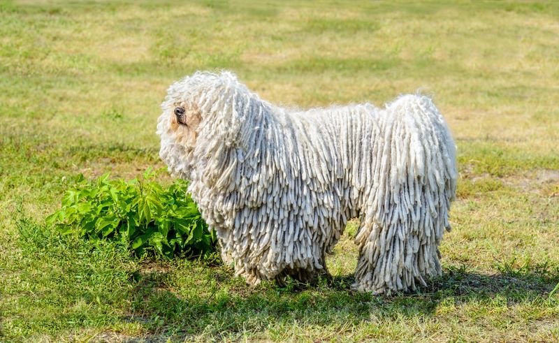 Komondor: The Living Mop