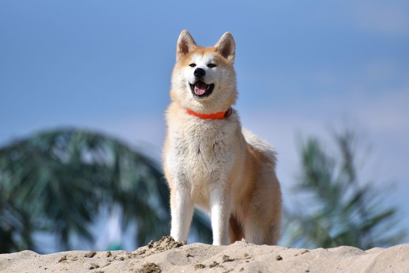 Akitas