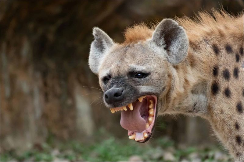 Hyena – Built For Bone Crushing