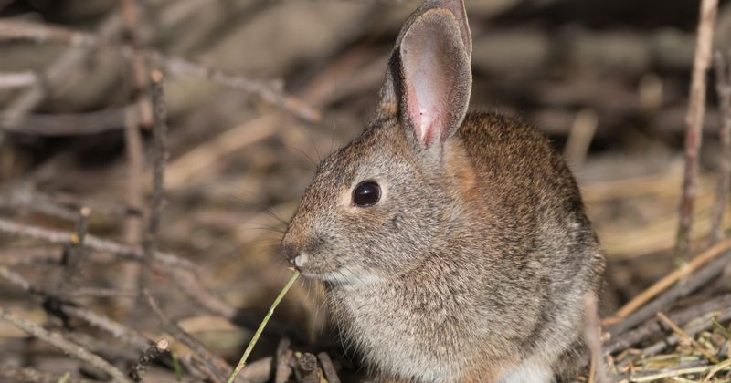 Riparian Brush Rabbit