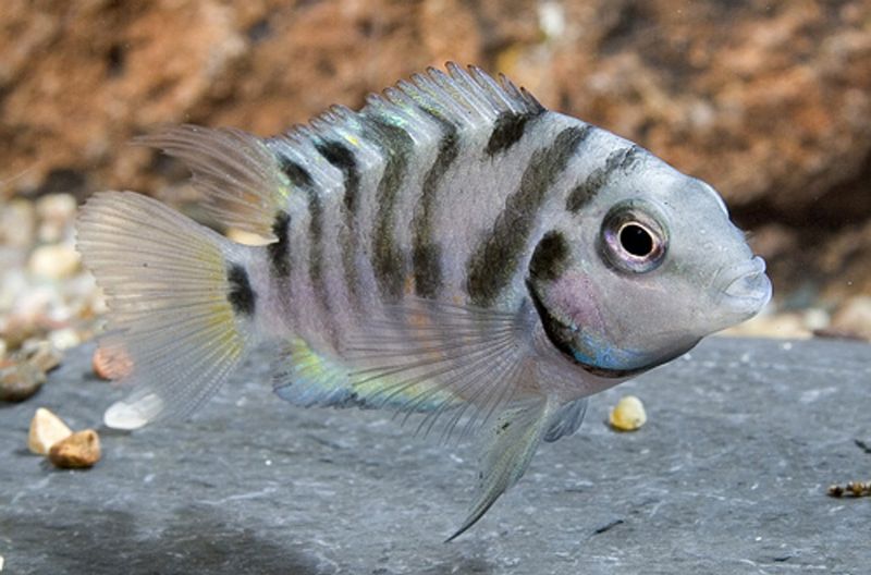 Convict Cichlid – Small But Deadly