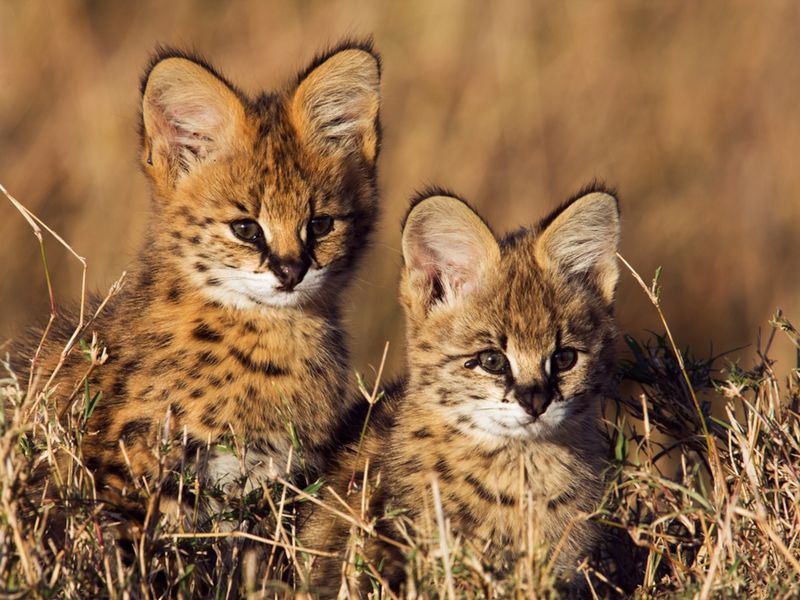 Servals