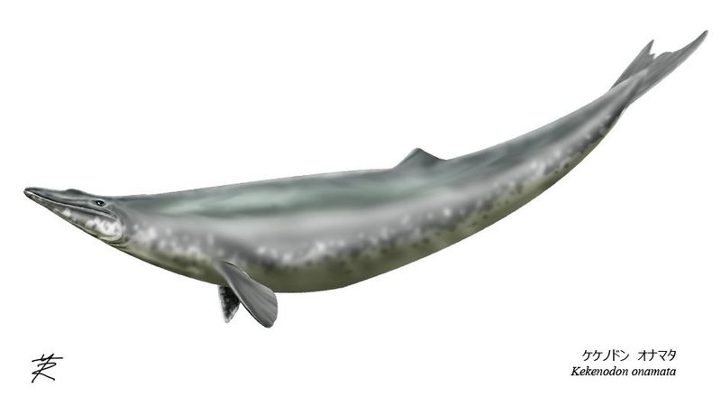 Kekenodon