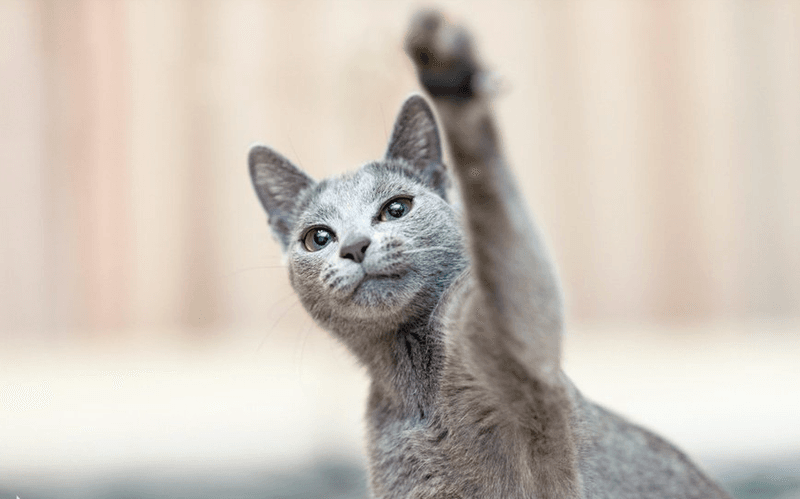 Russian Blue: Plush Silver Foxes
