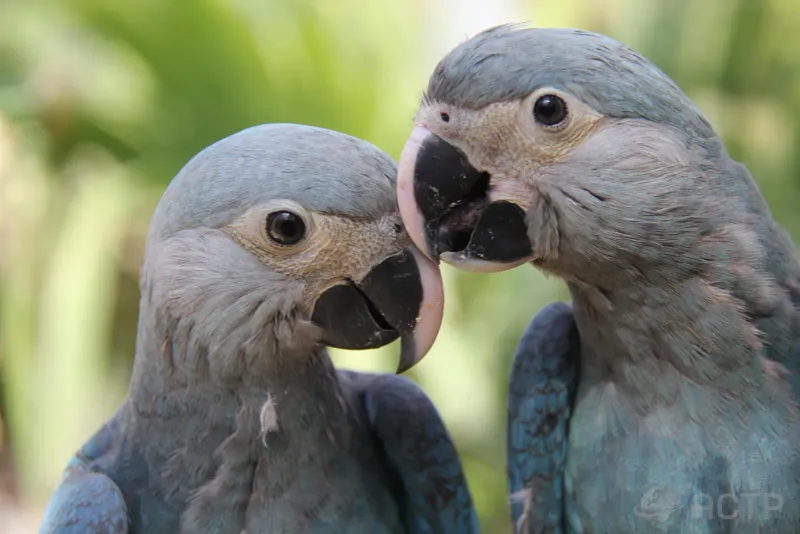 Spix's Macaw, The Real-Life 'Rio' Bird