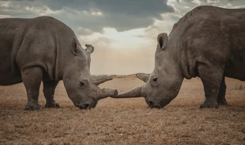 Northern White Rhino