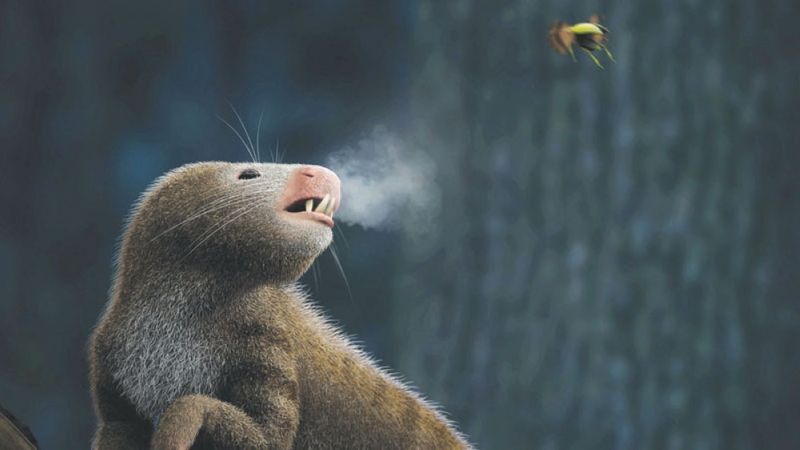 Warm Blood Gave Mammals Their Edge