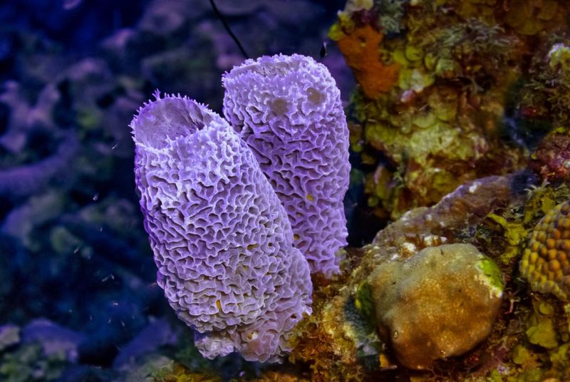 Sea Sponges