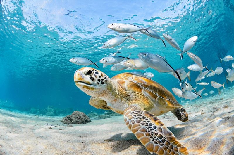 The World's Longest Captive Sea Turtle Is Now A Symbol Of Hope