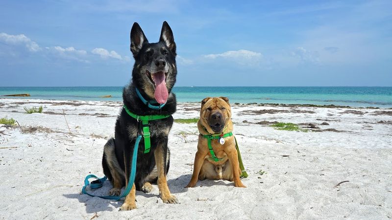 Fort De Soto Park's Paw Playground