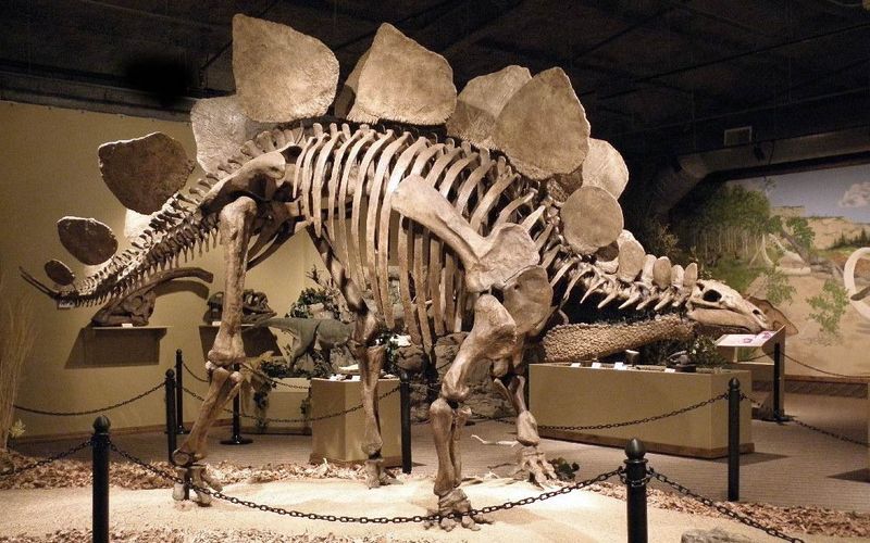Sheds Light On Dinosaur Growth Patterns