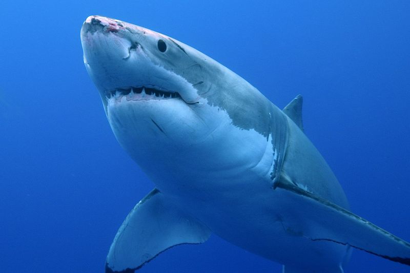 Color Perception In Sharks