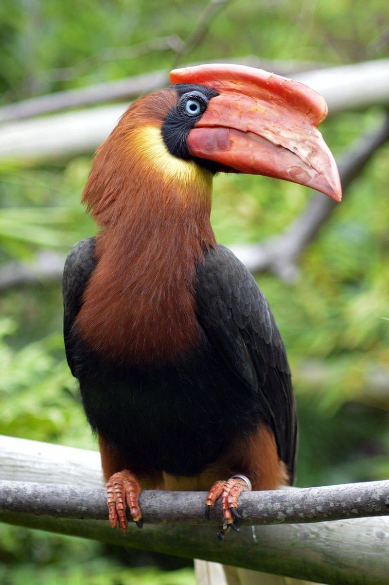 Philippine Eagle-Parrot: The Forest Phantom