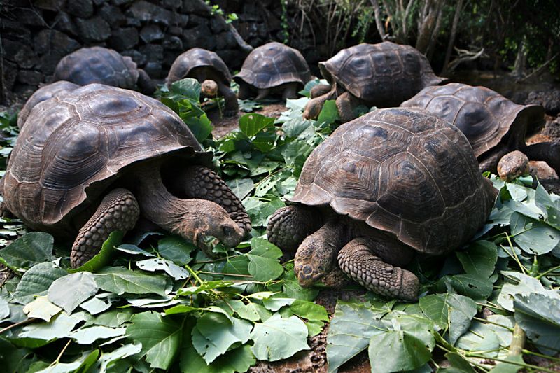 Galápagos Tortoise