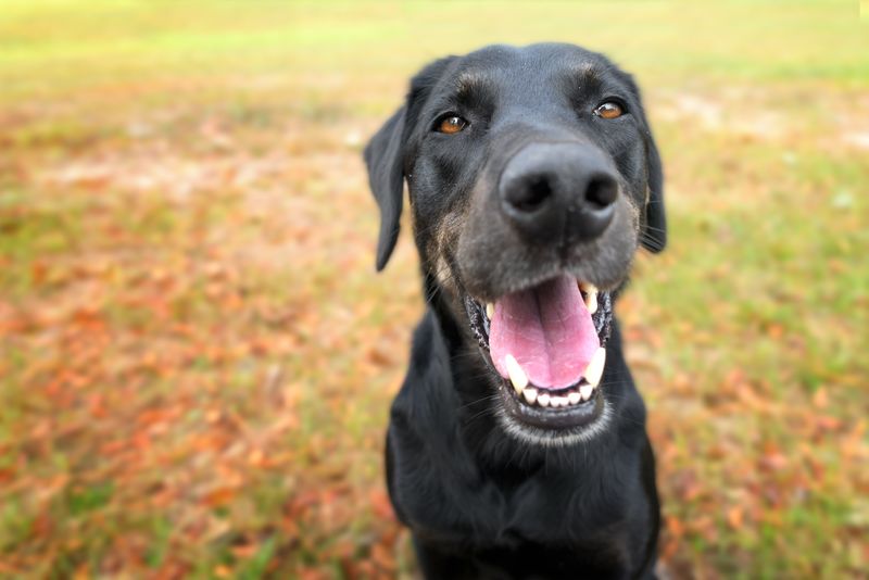 Dogs' Panting Technique