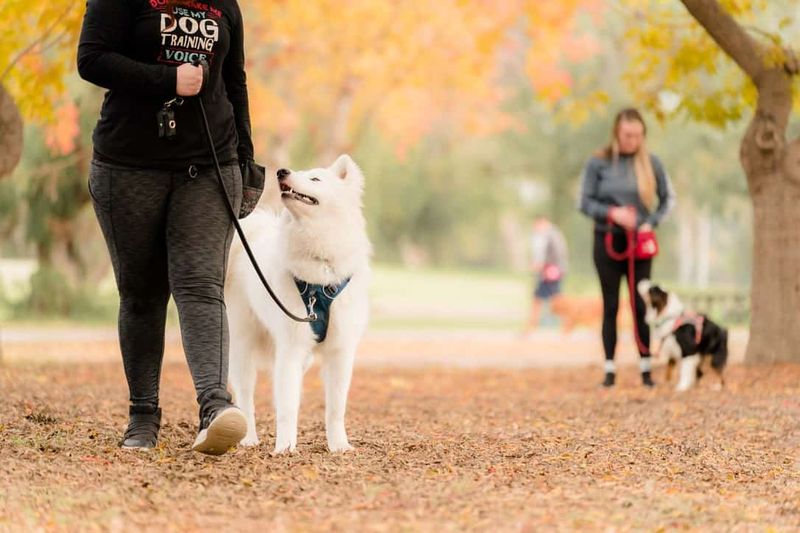 Use Proper Leash Handling