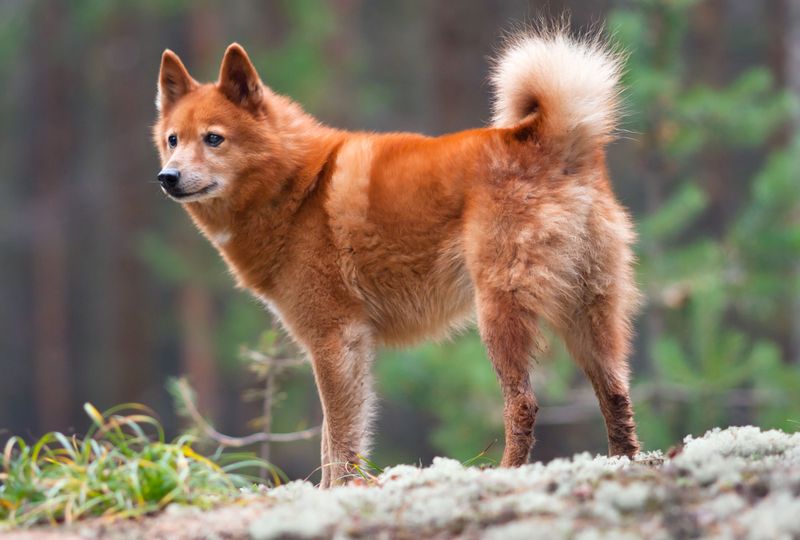 Finnish Spitz