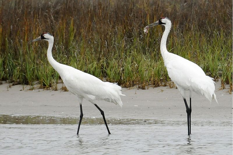 Whooping Crane