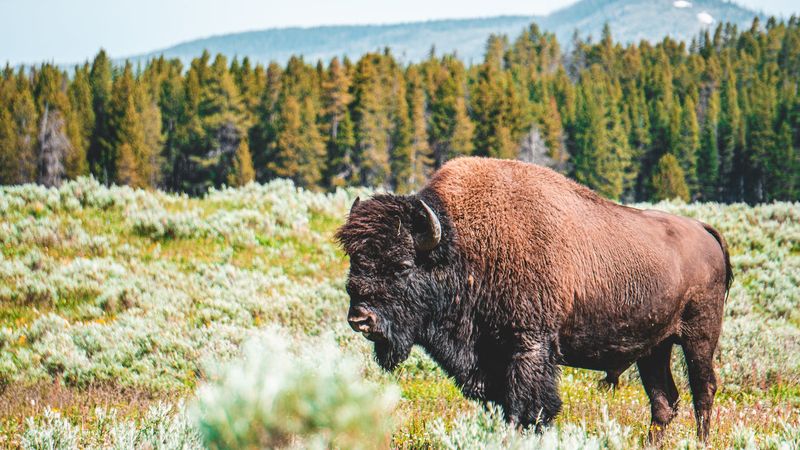 Conservation Success Stories
