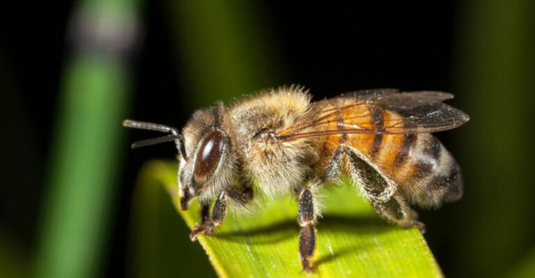 Killer Bees Are Spreading Across The US And Moving North Due To Warming Temperatures