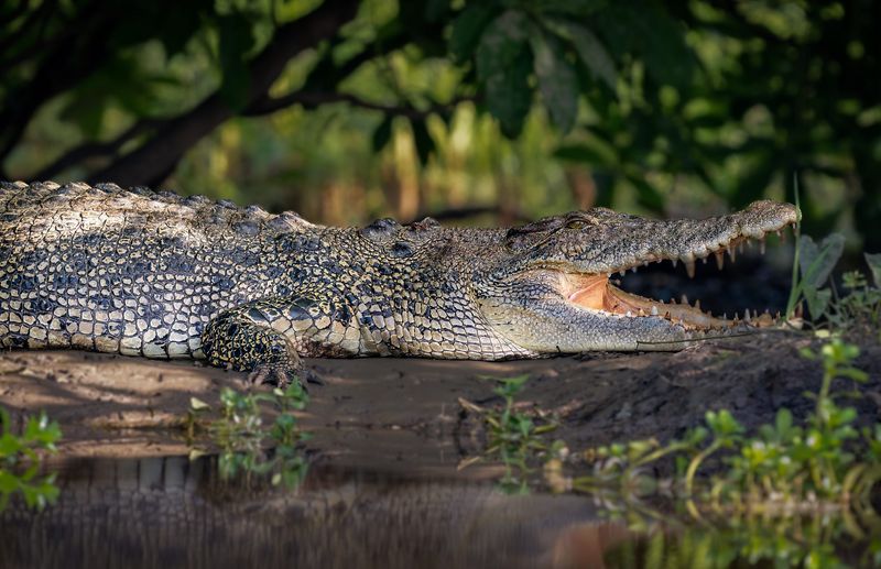 Saltwater Crocodile – Largest Reptile