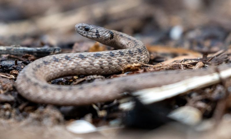 Dekay's Brownsnake