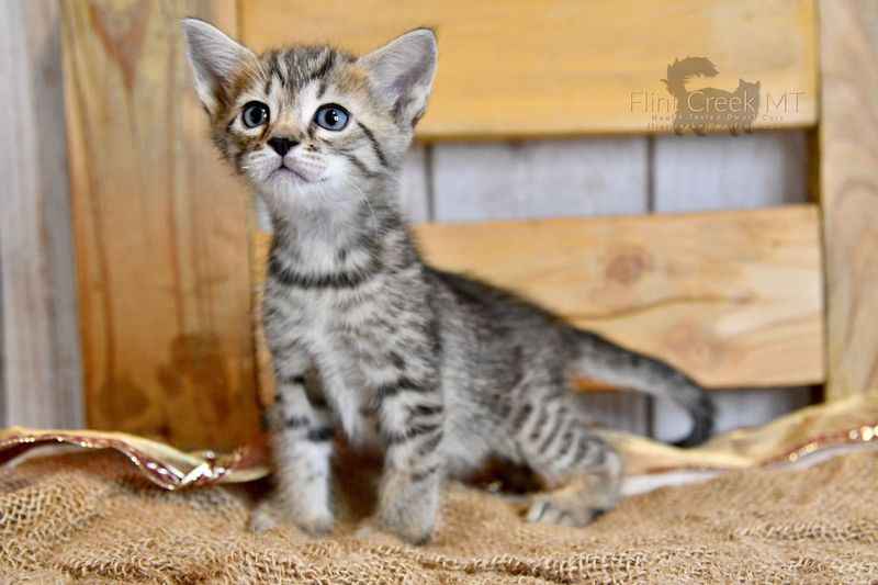 Genetta: Wild Looks, Domestic Size