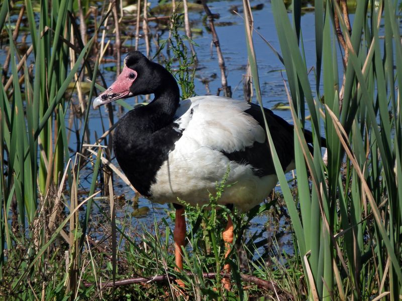 Magpie Goose – Australia's Unchanged Waterfowl