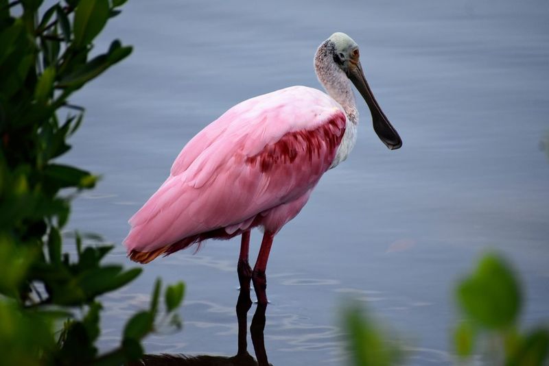 Ding Darling National Wildlife Refuge, Sanibel Island, Florida