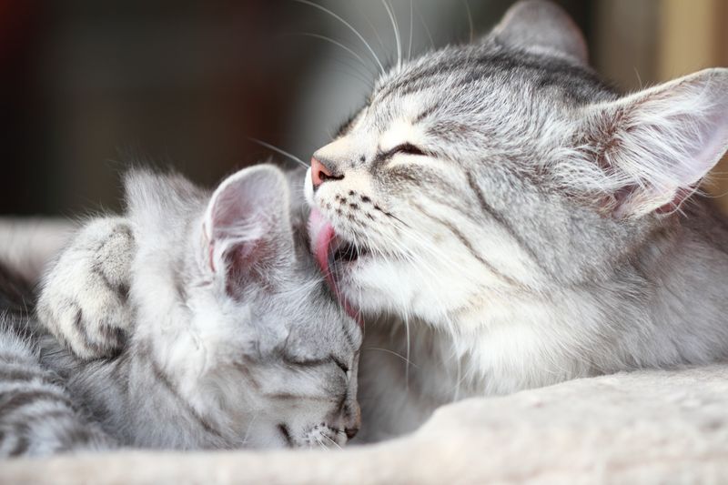 Grooming You