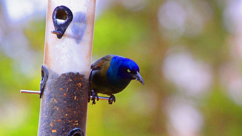 Participate In Citizen Science