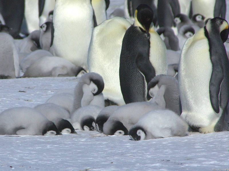 Penguin