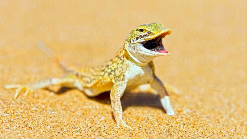 Lizards' Push-Up Cooling Dance