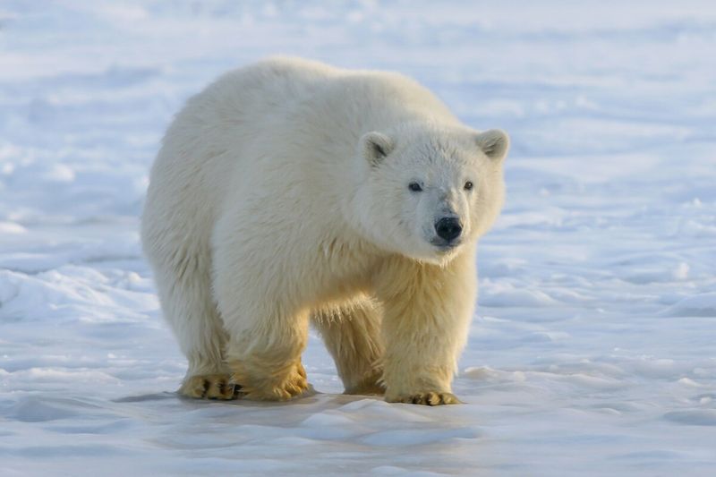 Polar Bear – Arctic Wanderers Of The North