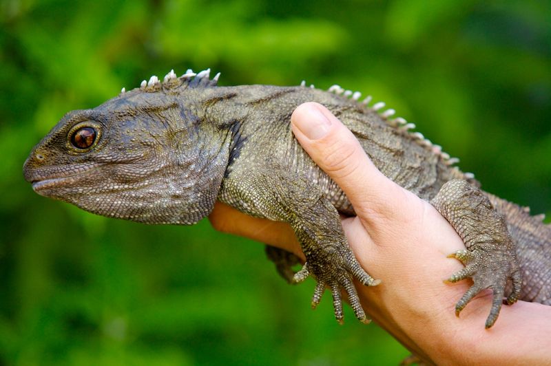 Tuatara: Living Fossils Of New Zealand