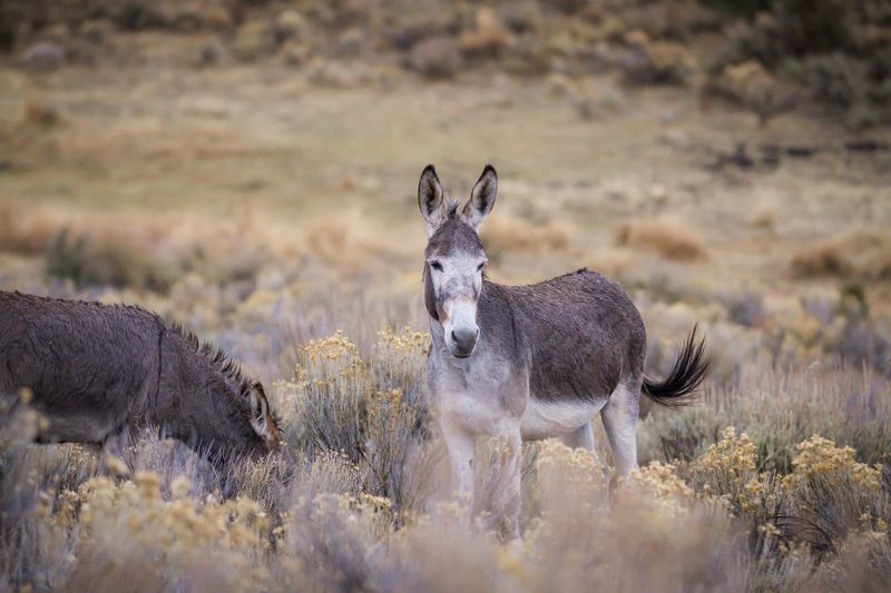 Donkeys