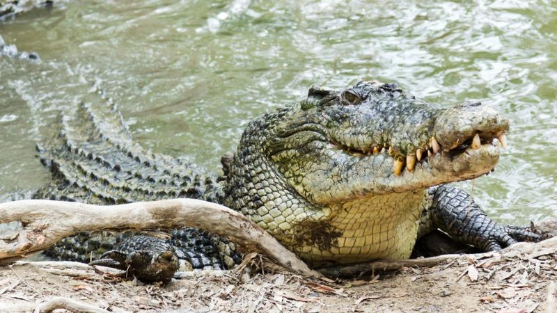 Saltwater Crocodile