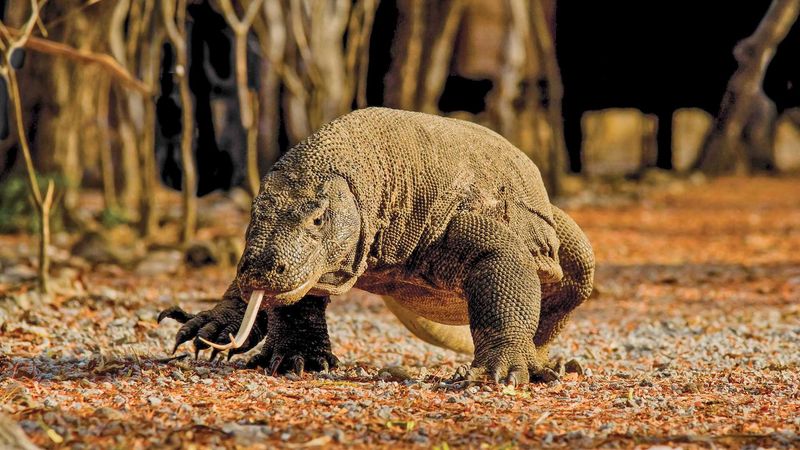 Komodo Dragons Use Their Tongue To