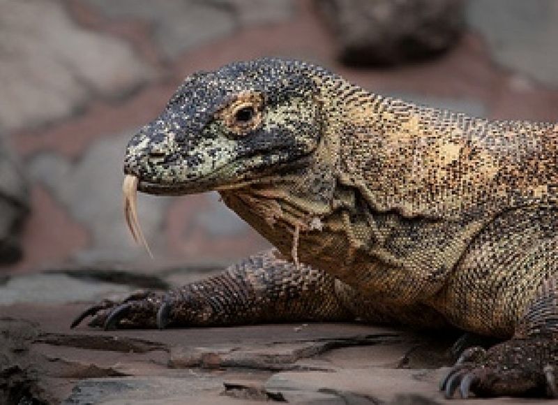 Komodo Dragons' Tongues Are Toxic