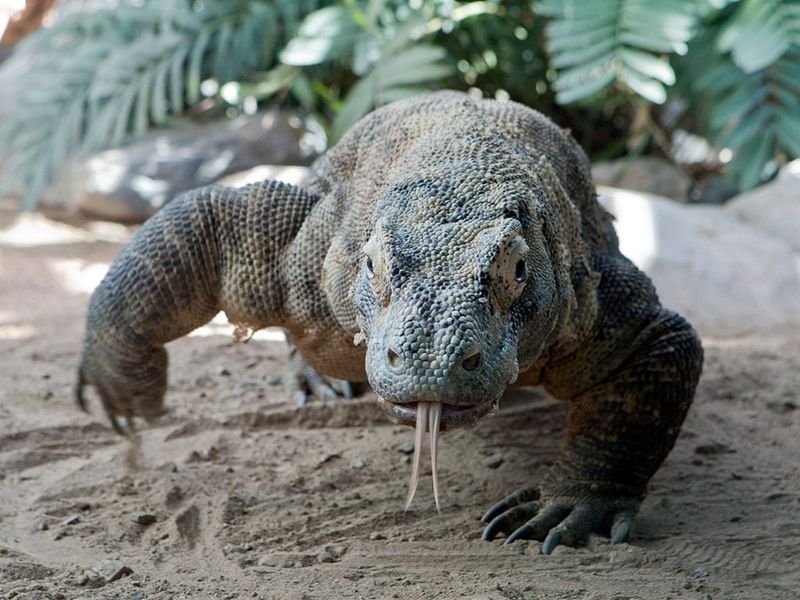Komodo Dragons Can't Taste Without Their Tongue