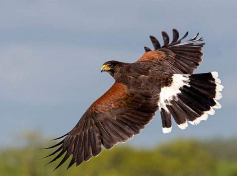 Harris Hawks' Relay Pursuit Technique