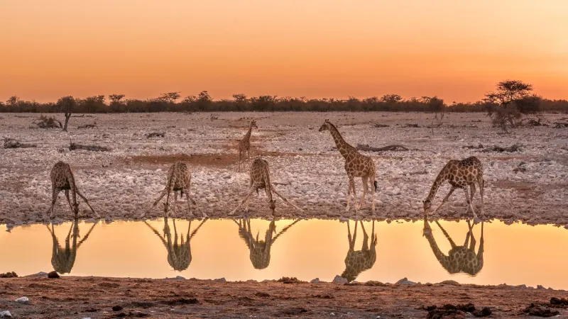 Etosha National Park, Namibia