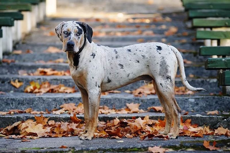 Catahoula Leopard Dog: America's Spotted Cowboy